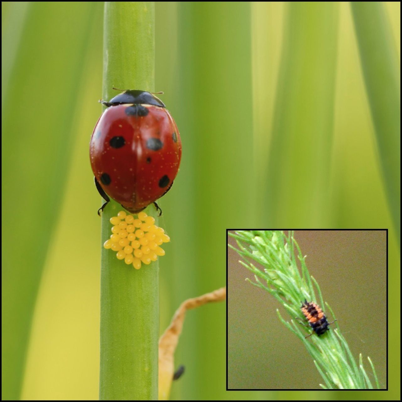 ladybug eggs and larvae