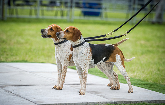 Palmer Marlborough Tablet 14 & Taper 14 take the award for the best couple of bitches in the beagles ring