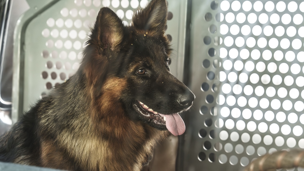 German Shepherd Gary Callahan with his tongue out in NCIS: Origins