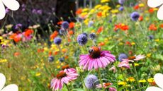 picture of wildflowers growing in garden