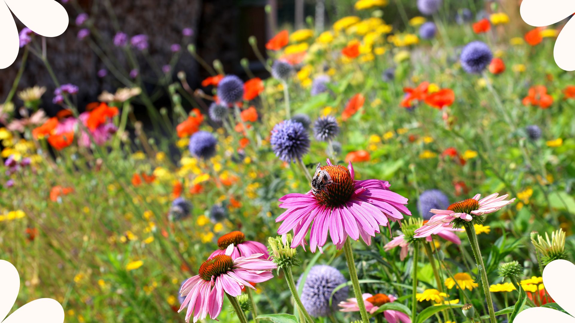 picture of wildflowers growing in garden