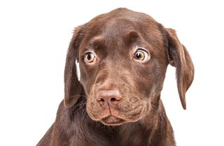 is it bad for dogs to eat their own poop