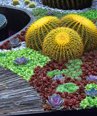 An colourful display of Cactus and other succulents with a centre piece of three Golden Barrel Cactus