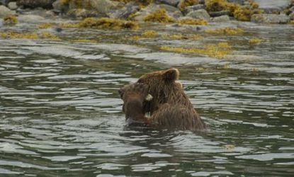 A wild brown bear rubs a barnacle-covered stone to scratch off excess fur and skin.