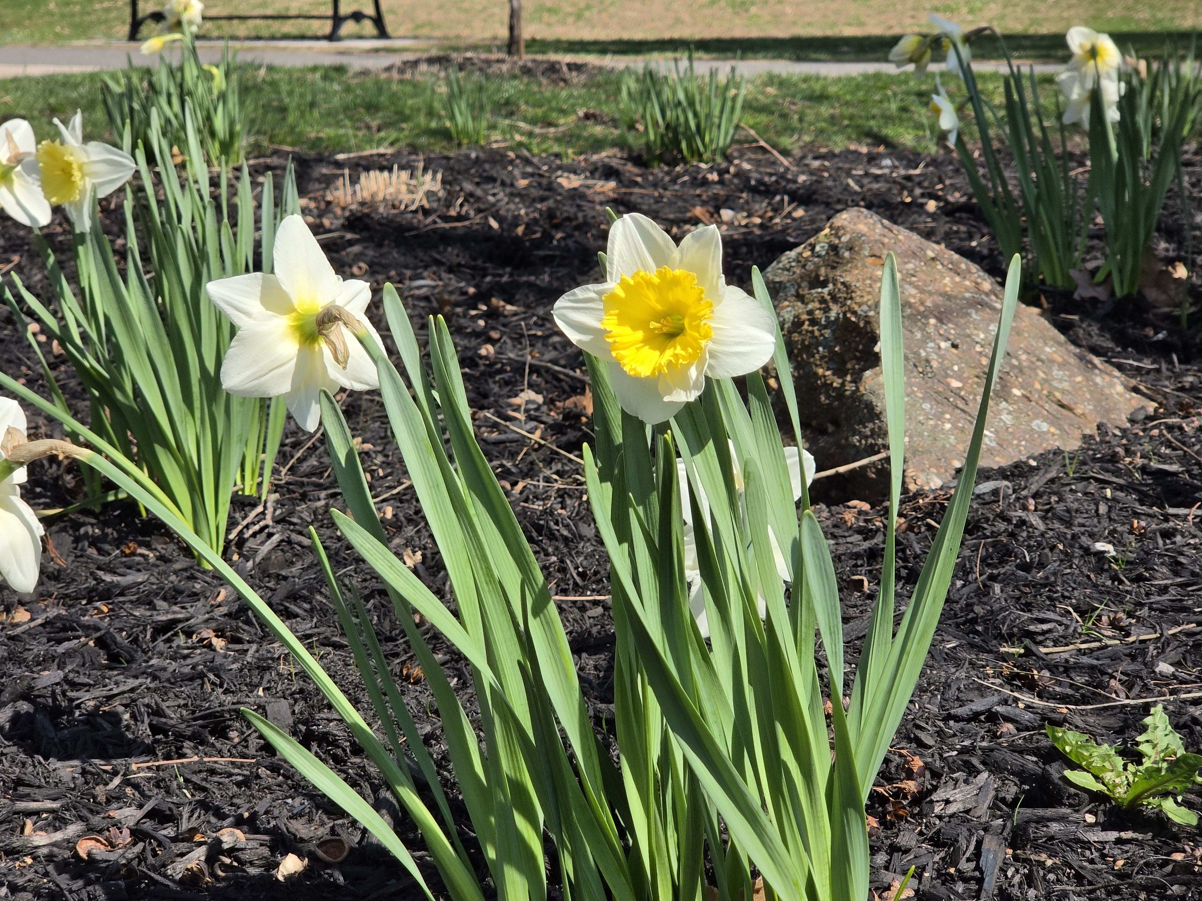 Samsung Galaxy S26 Plus camera samples