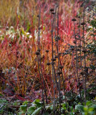 winter garden scene with phlomis stems against Cornus sanguinea midwinter fire