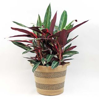 Calathea Stromanthe Triostar in a woven textured plant pot