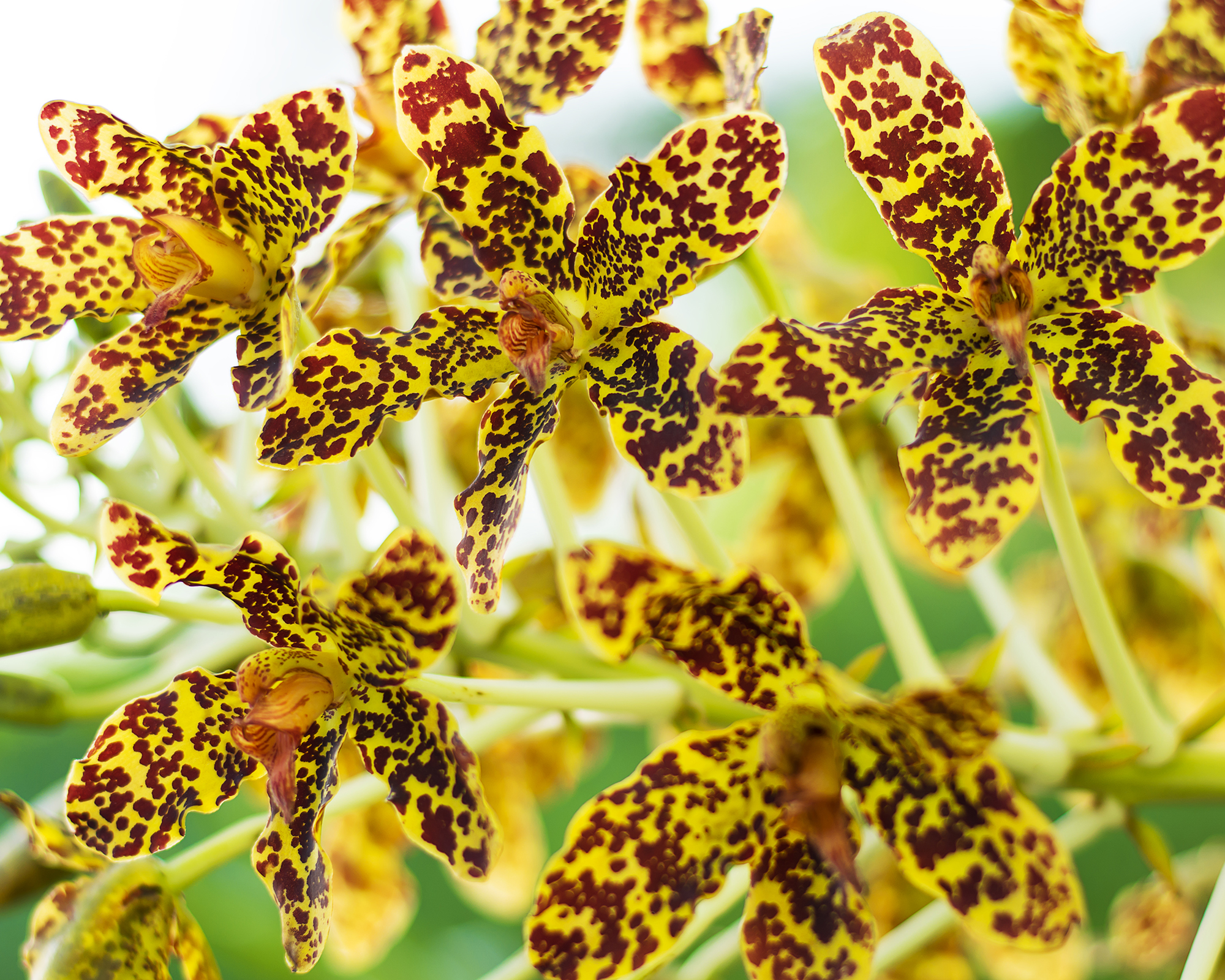 Tiger orchid flowers Grammatophyllum speciosum