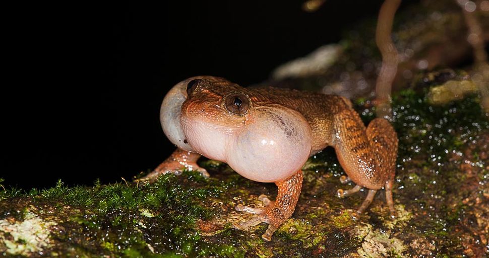 leaping frog sex position