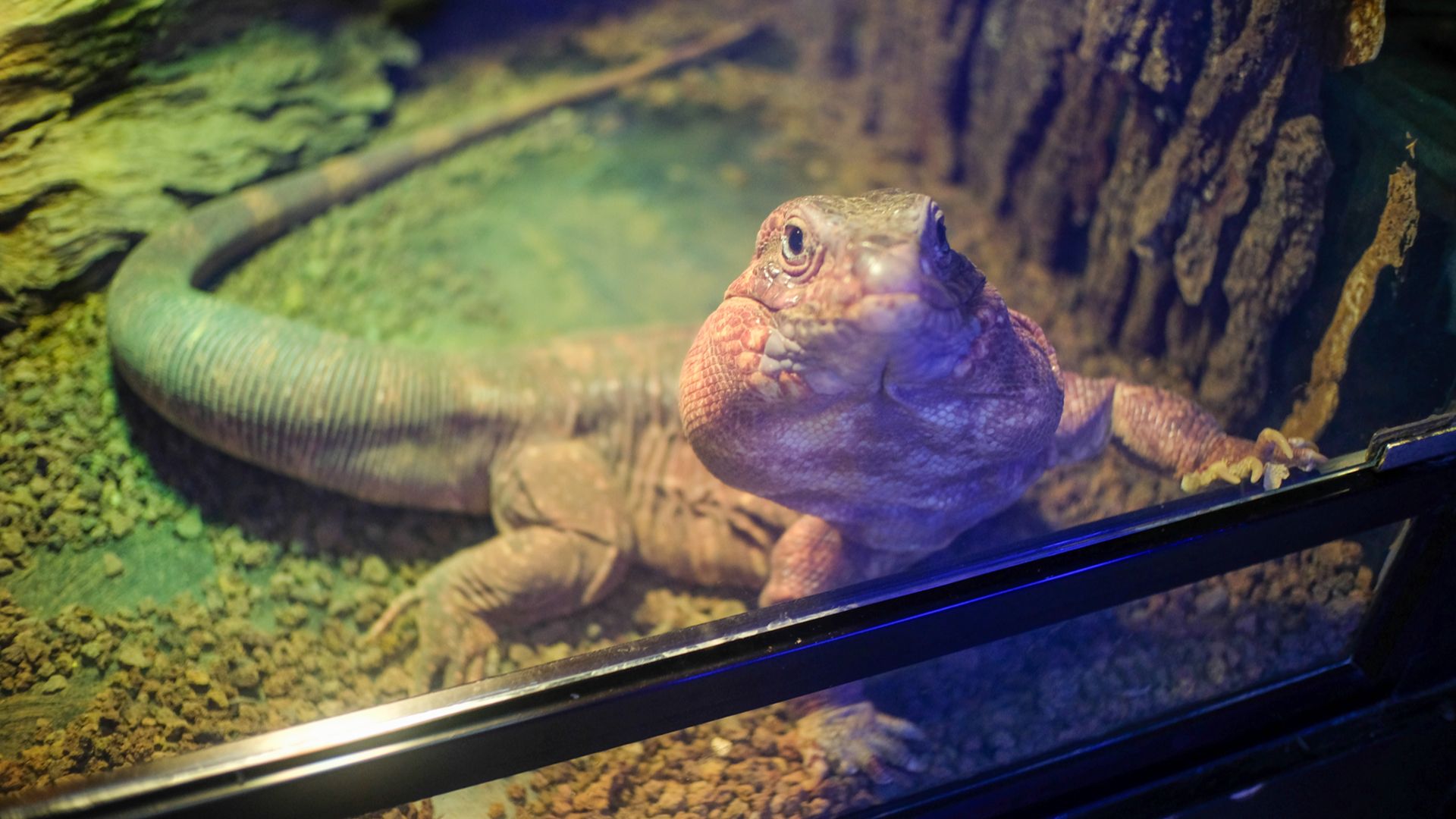 red tegu lizard in tank, front foot gripping the edge, looking into camera