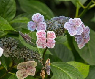 Hydrangea with leaf spots