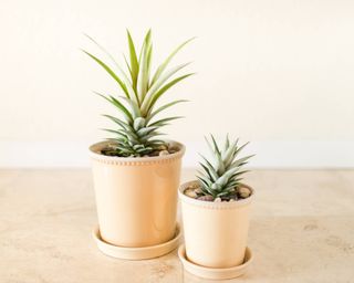 Pineapple tops planted into pots