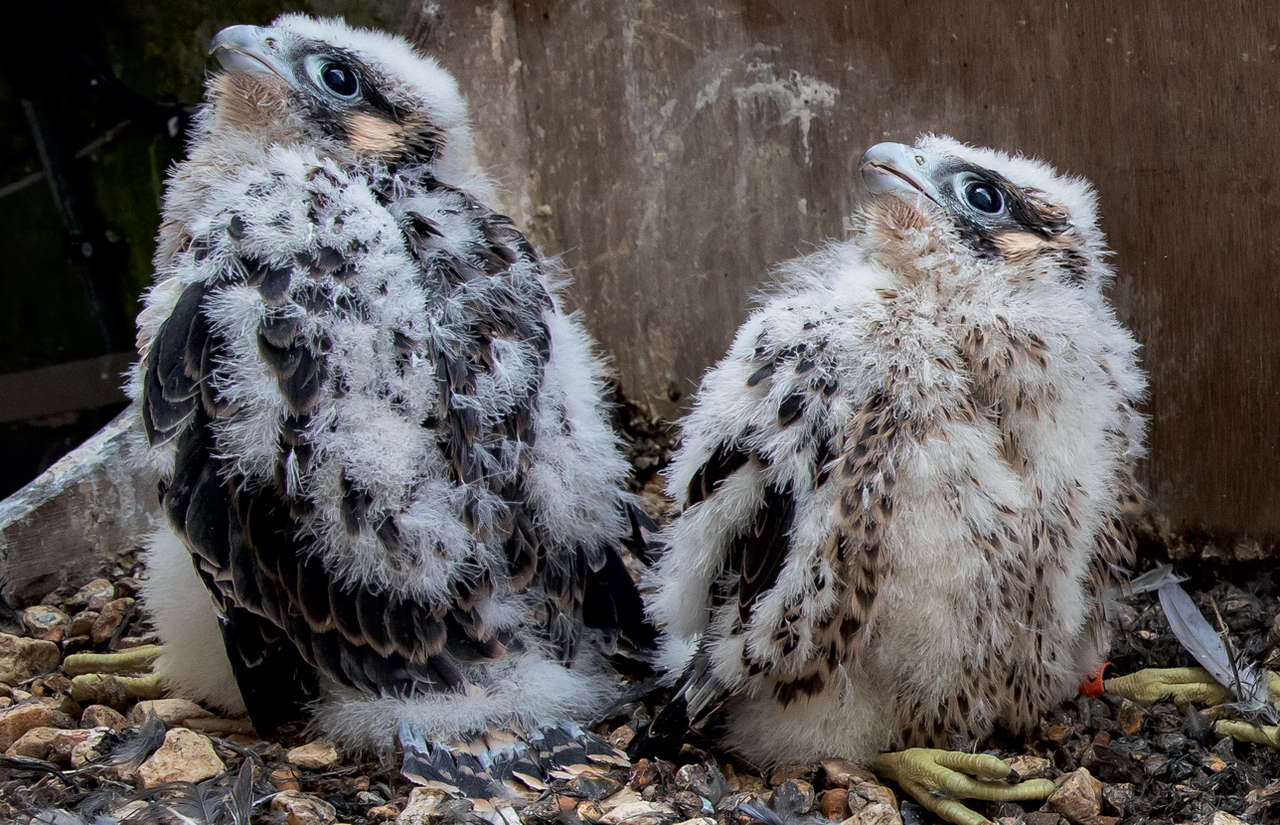 Noble and Monty will soon be ready to fledge from Salisbury Cathedral.