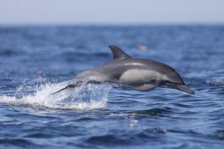 A gray dolphin jumps out of the water