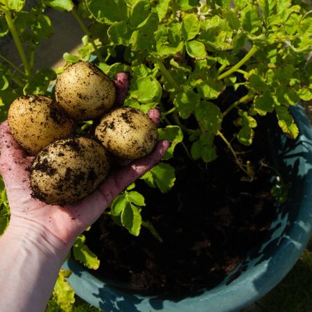 harvest of potatoes from container