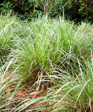 A cluster of green spiky lemongrass plants with dark soil underneath them and dark green bushes behind them