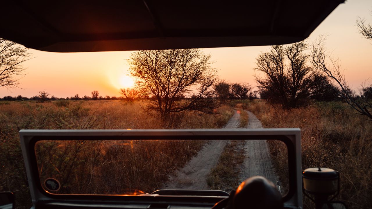 Feline Fields, Botswana