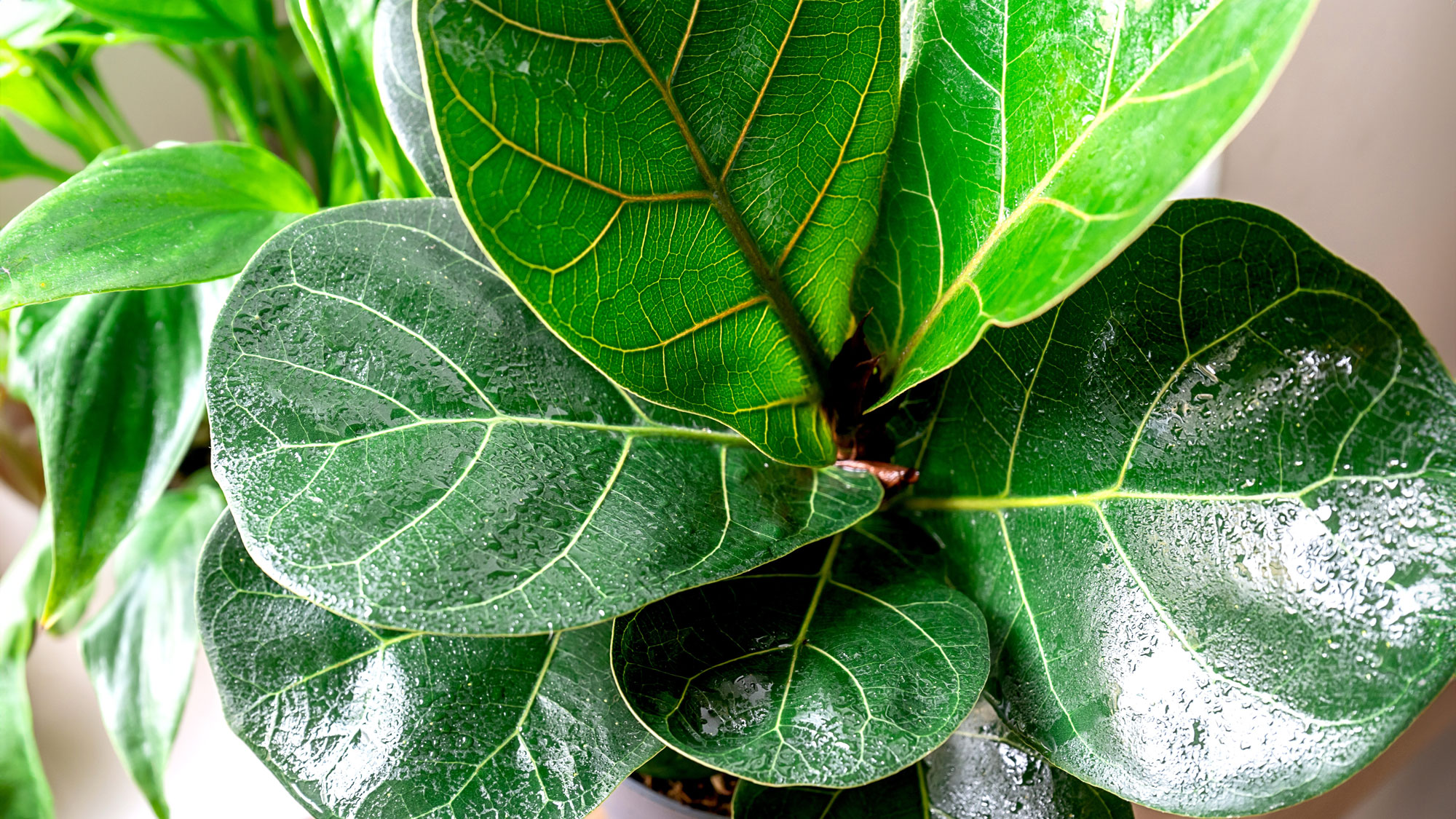 fiddle leaf fig in detail showing large leaves covered in water droplets