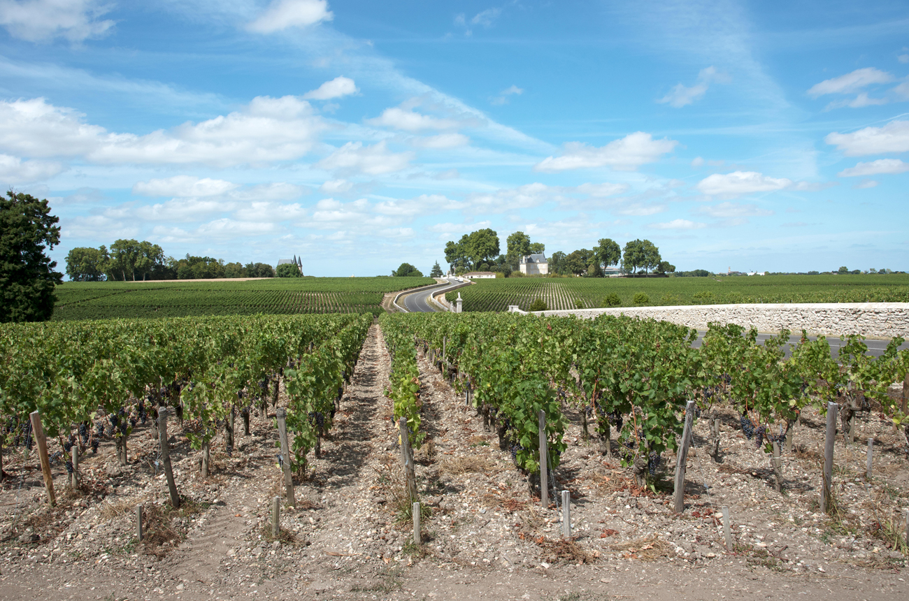 Bordeaux Left Bank 2018, Pauillac vineyards