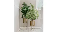 Best Indoor Plants - Best Air Purifying Indoor Plants - Weeping Fig Beards & Daisies