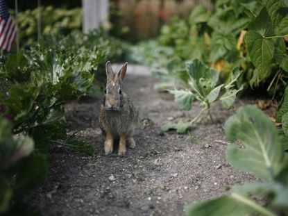 A Rabbit In The Garden
