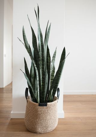 A blue snake plant in a basket on the floor