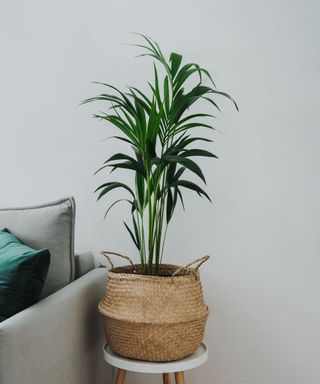Kentia or Howea. Home plant palm howea forsteriana tree in seagrass wicker basket in scandinavian room interior.