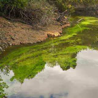 Pond covered in blue-green algae