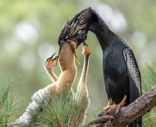 A mother bird feeding her chicks.