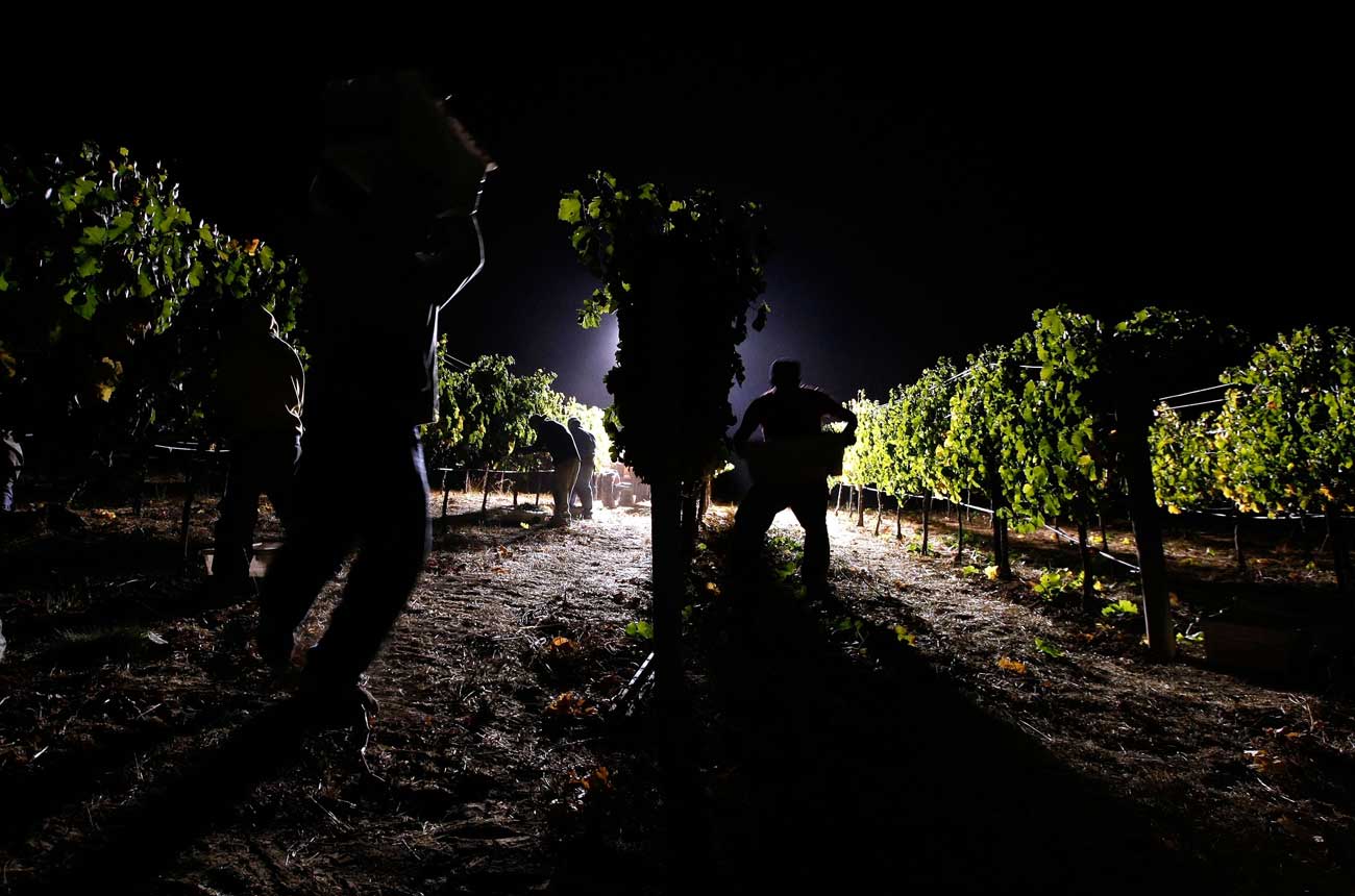 Image of vineyard workers during a night harvest in Napa Valley.