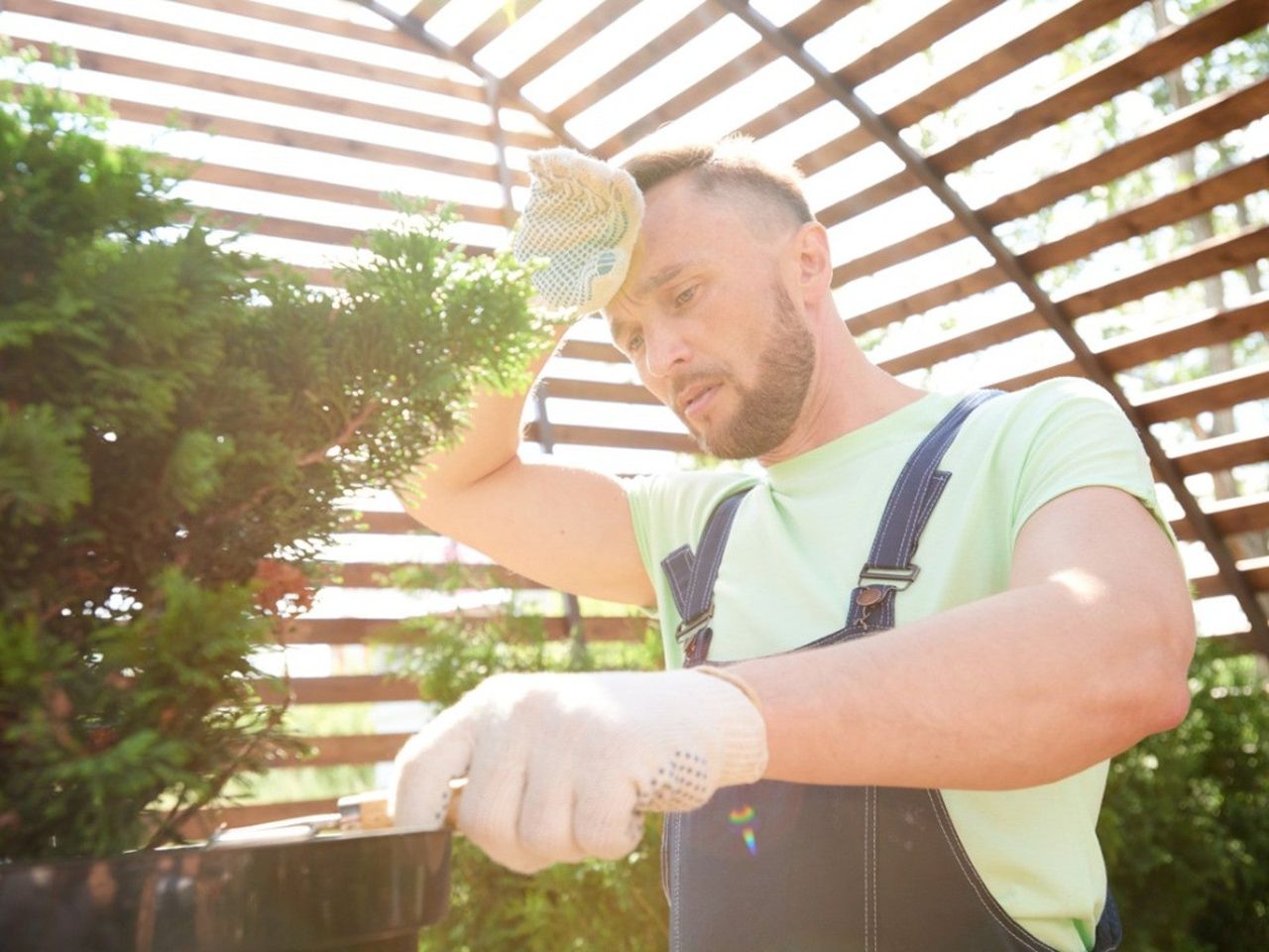 Male gardener working hard pruning a plant