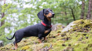 Cute dachshund in the forest
