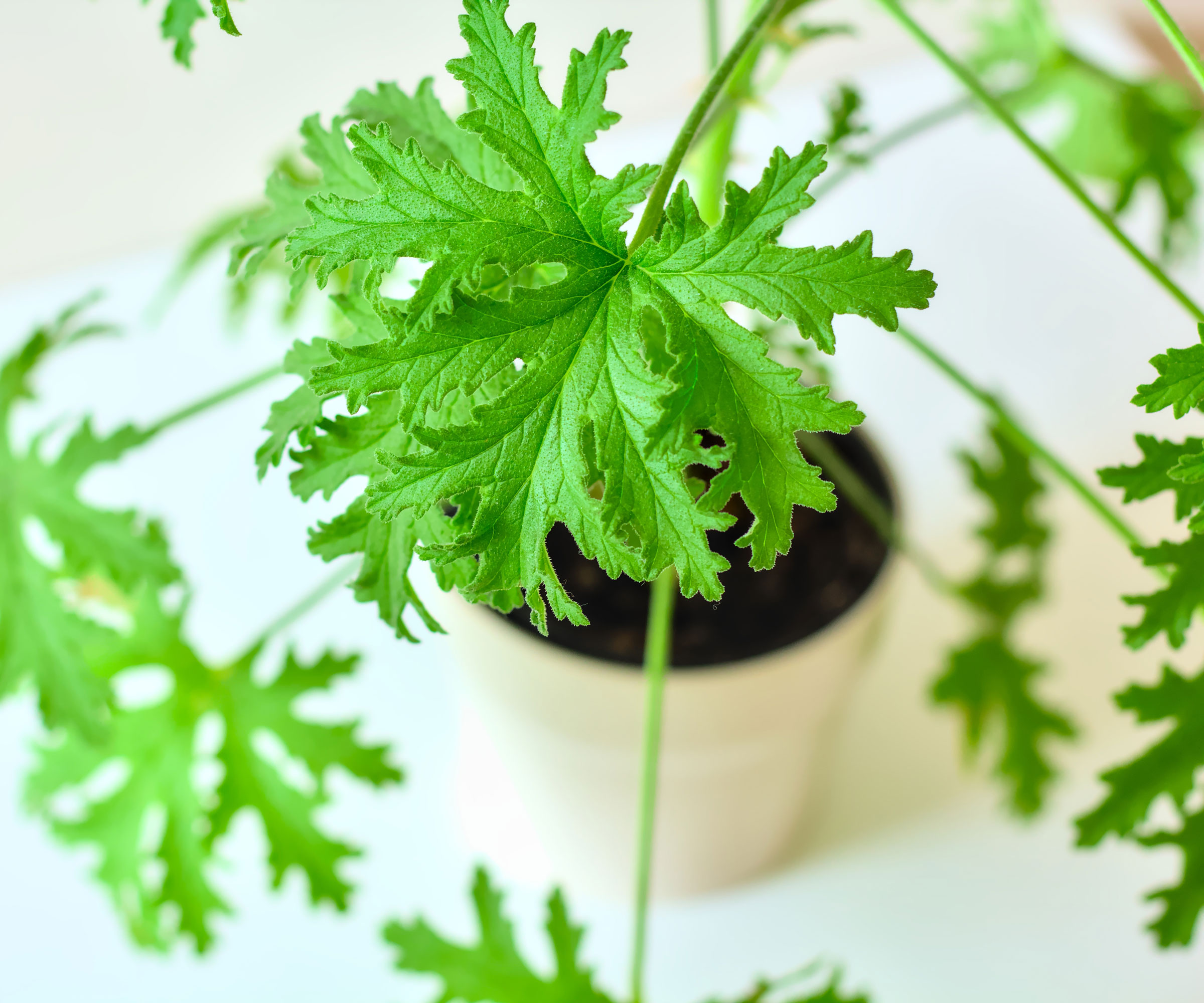 citronella plant growing in white container