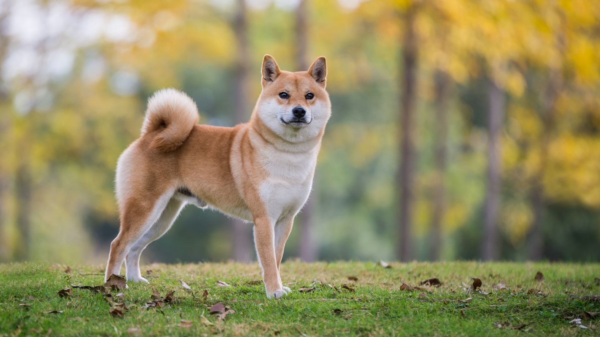 shiba inu