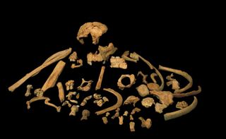 Skeletal remains of Homo antecessor