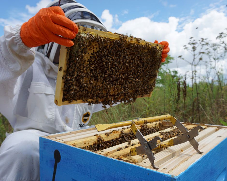 Beekeeping for beginners how to keep bees in your backyard Homes & Gardens