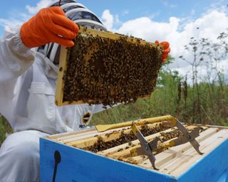 beekeeper lifting honeycomb frame out of beehive
