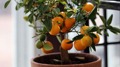 tangerine tree in container