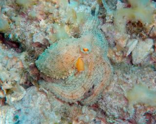 Camouflaged Mediterranean octopus.