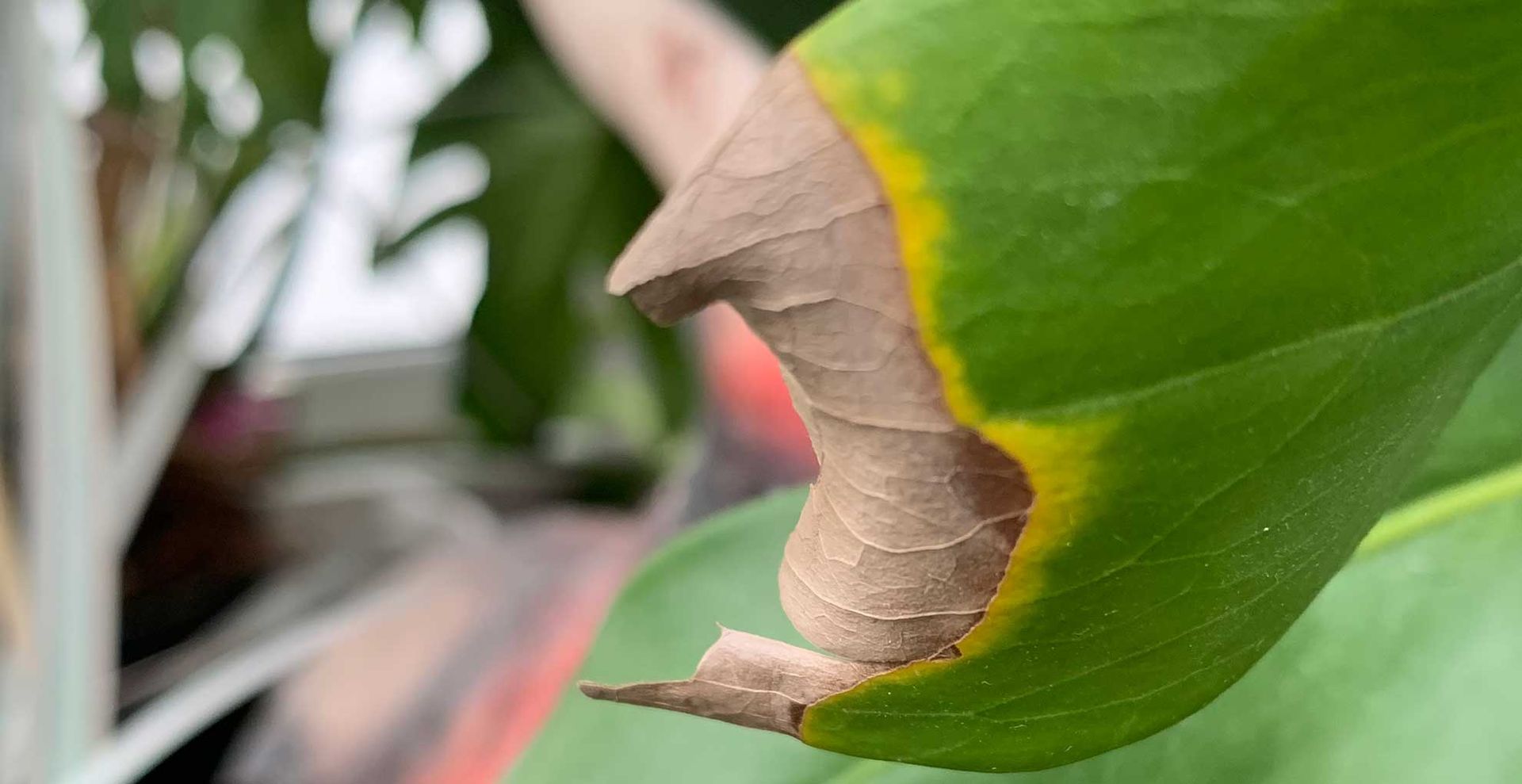 Close up deatil of a monstera leaf with a brown tip cut, drying out and turning yellow