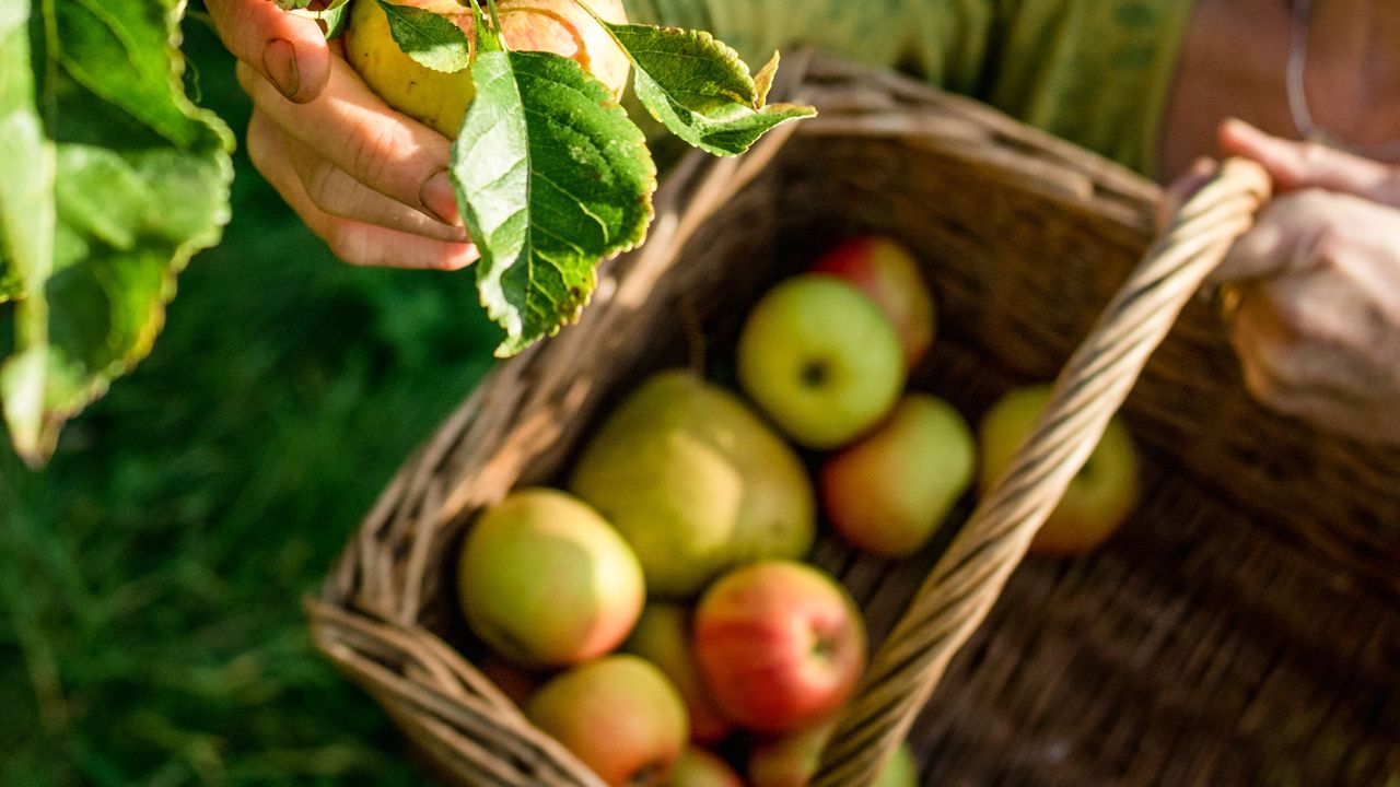 Woman harvesting apples from apple tree in basket