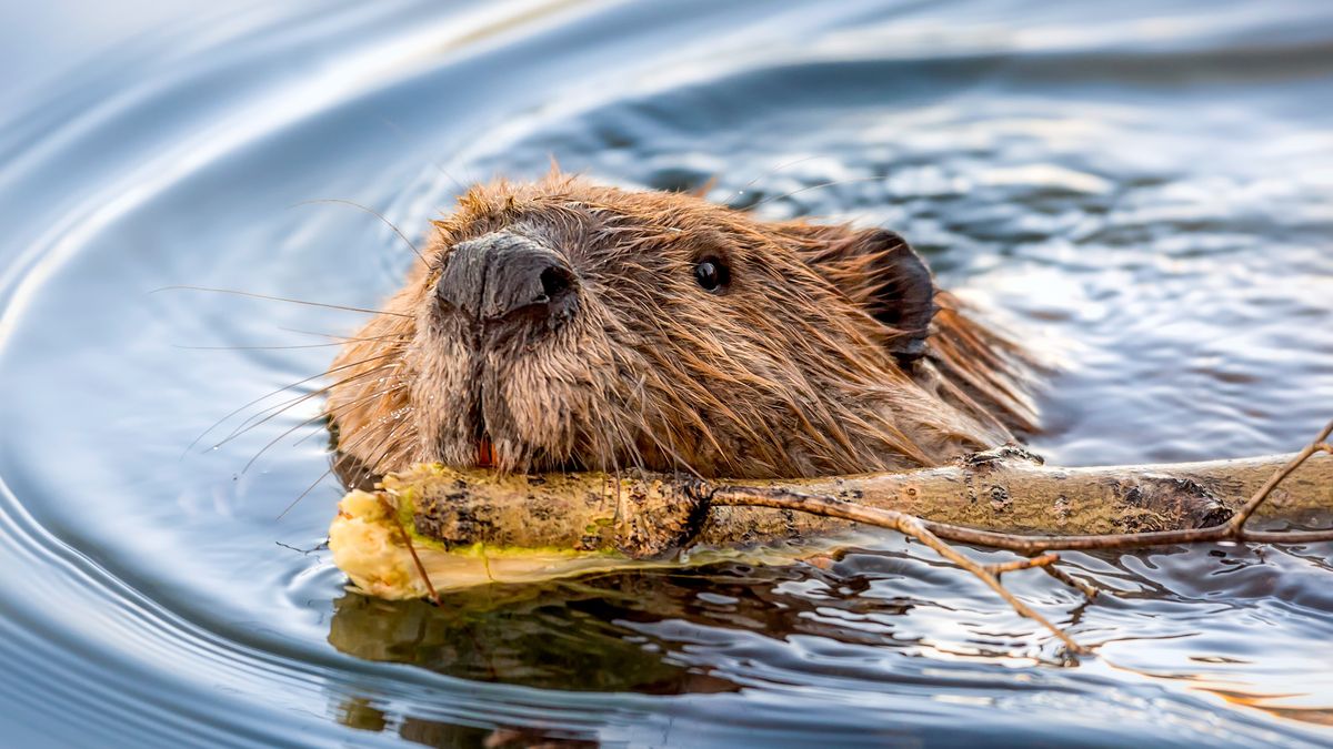 Beaver Face Swimming with Stick