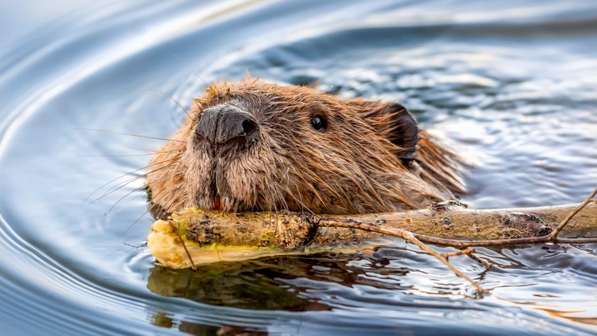 Beaver Face Swimming with Stick