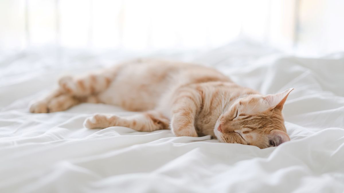 A cat sleeping on a bed.