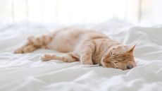 A cat sleeping on a bed.
