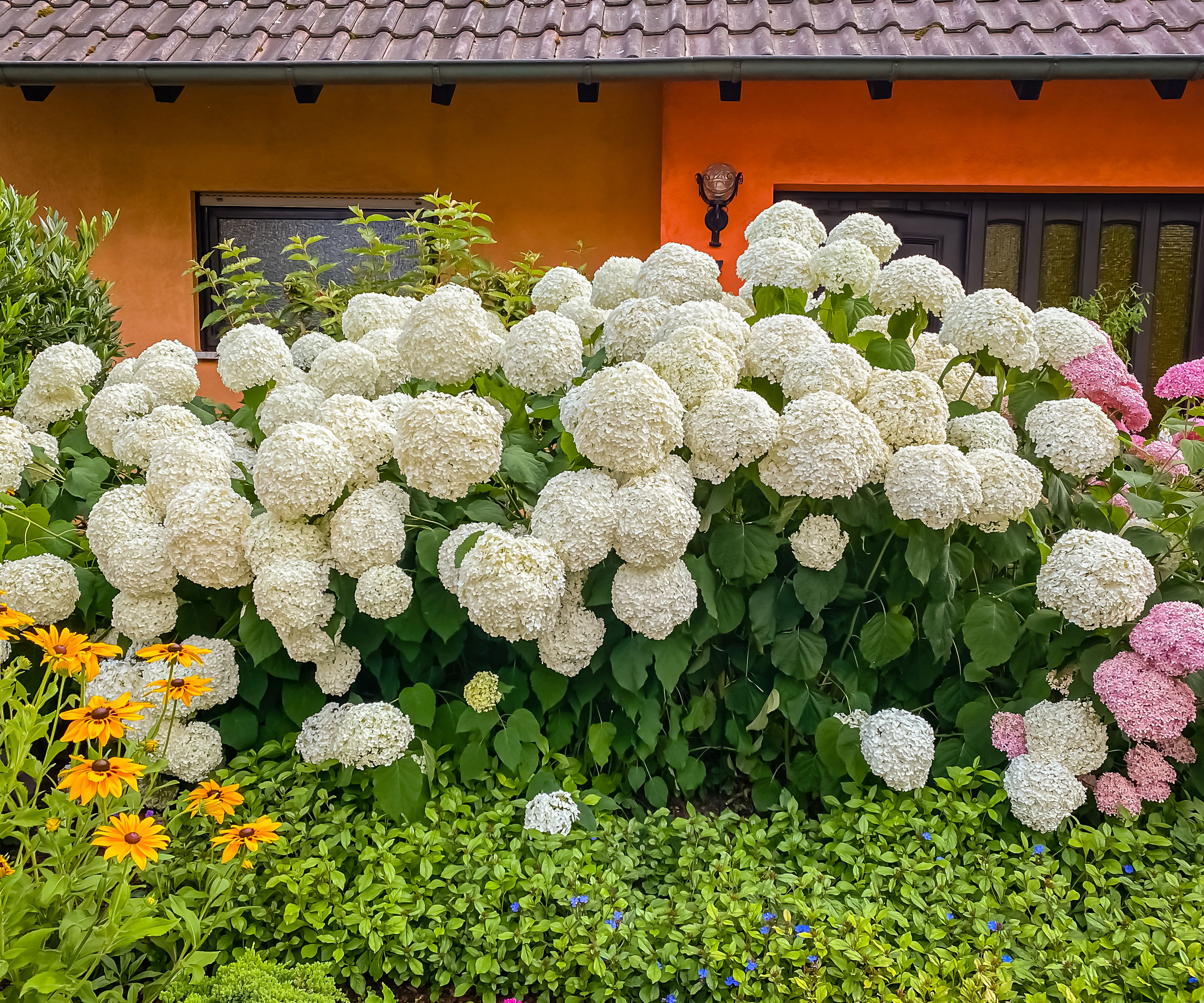 smooth hydrangea Annabelle shrub in garden