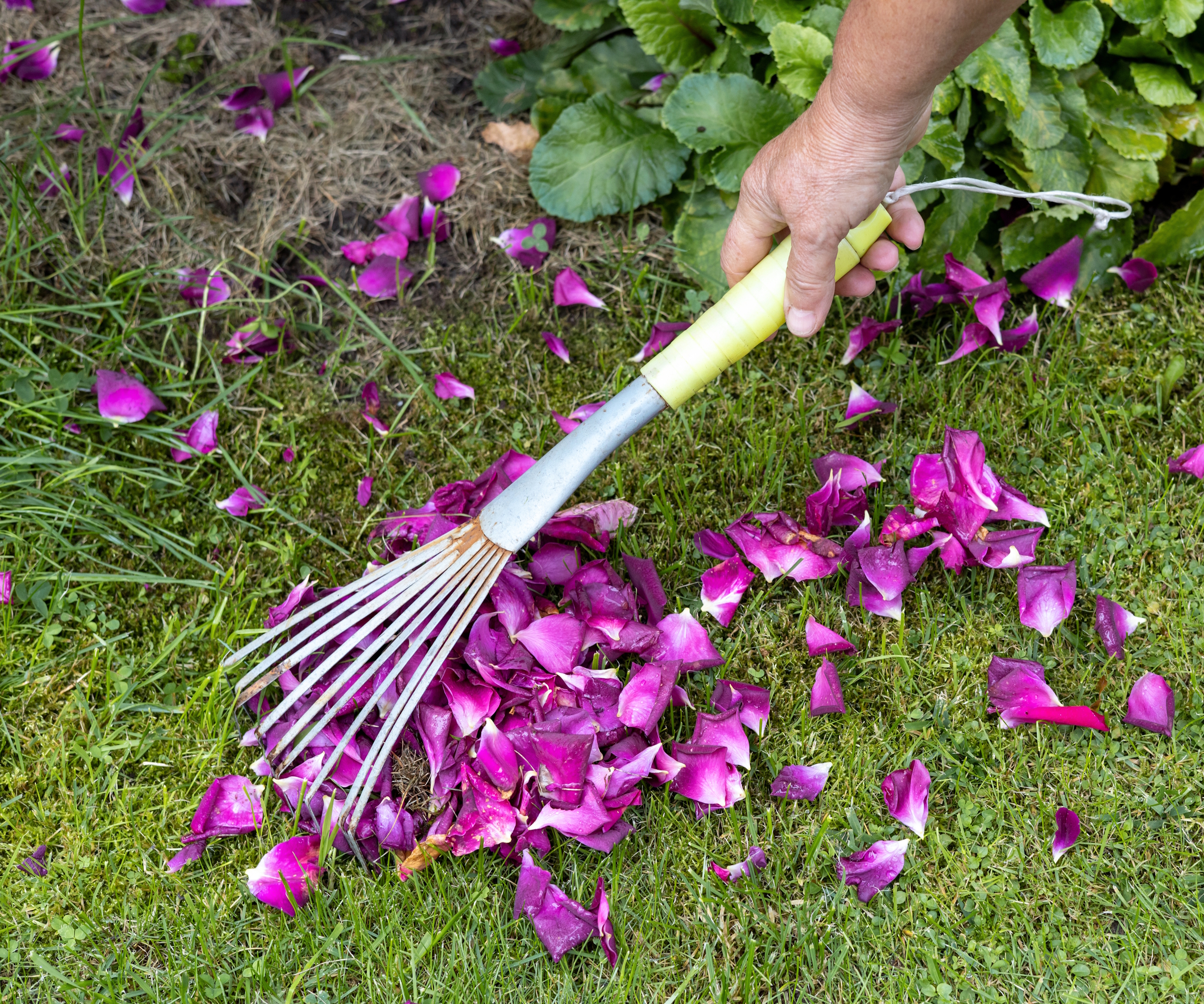 A gardener uses a hand rake to gather fallen purple rose petals on a lawn