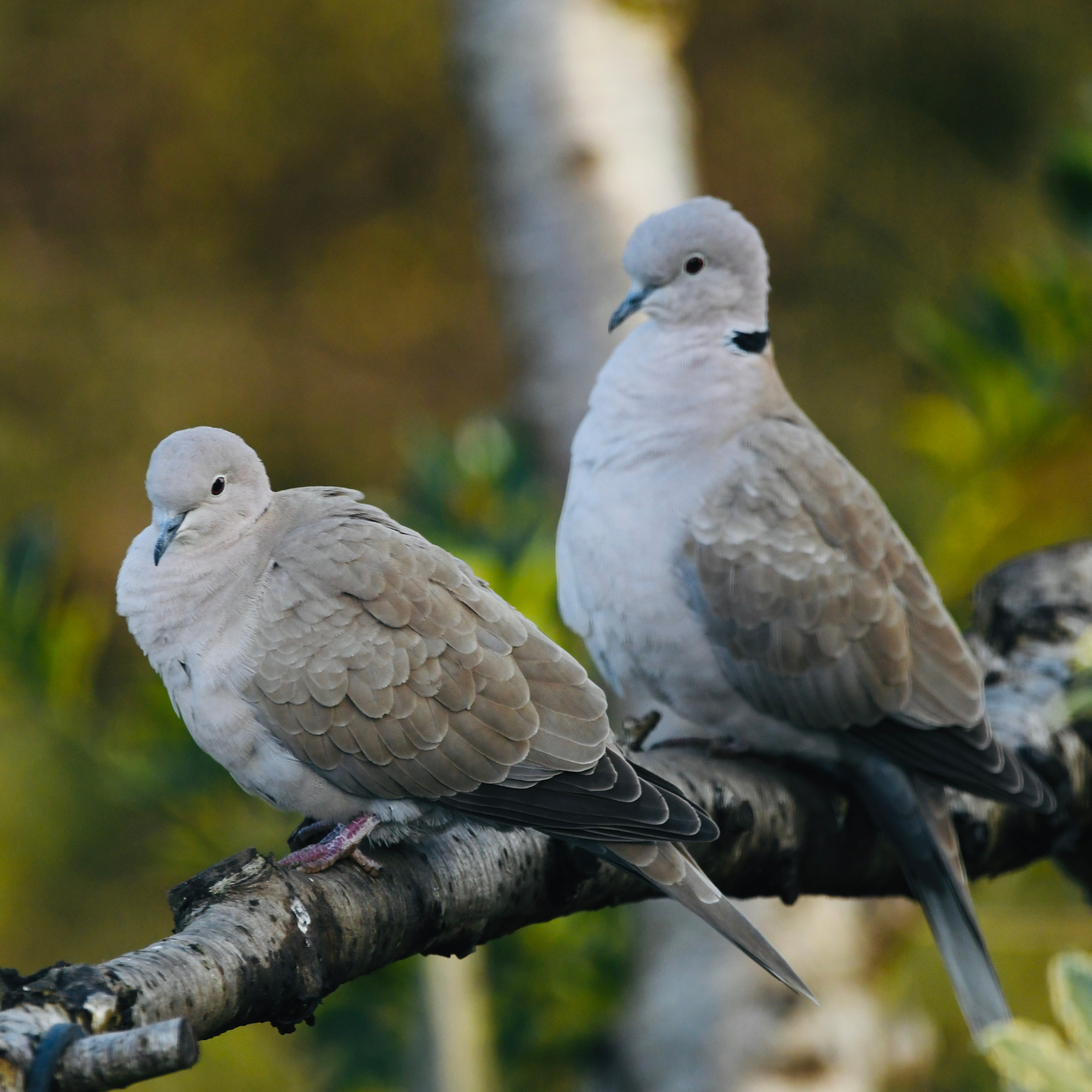 Two collared doves perched on a branch.