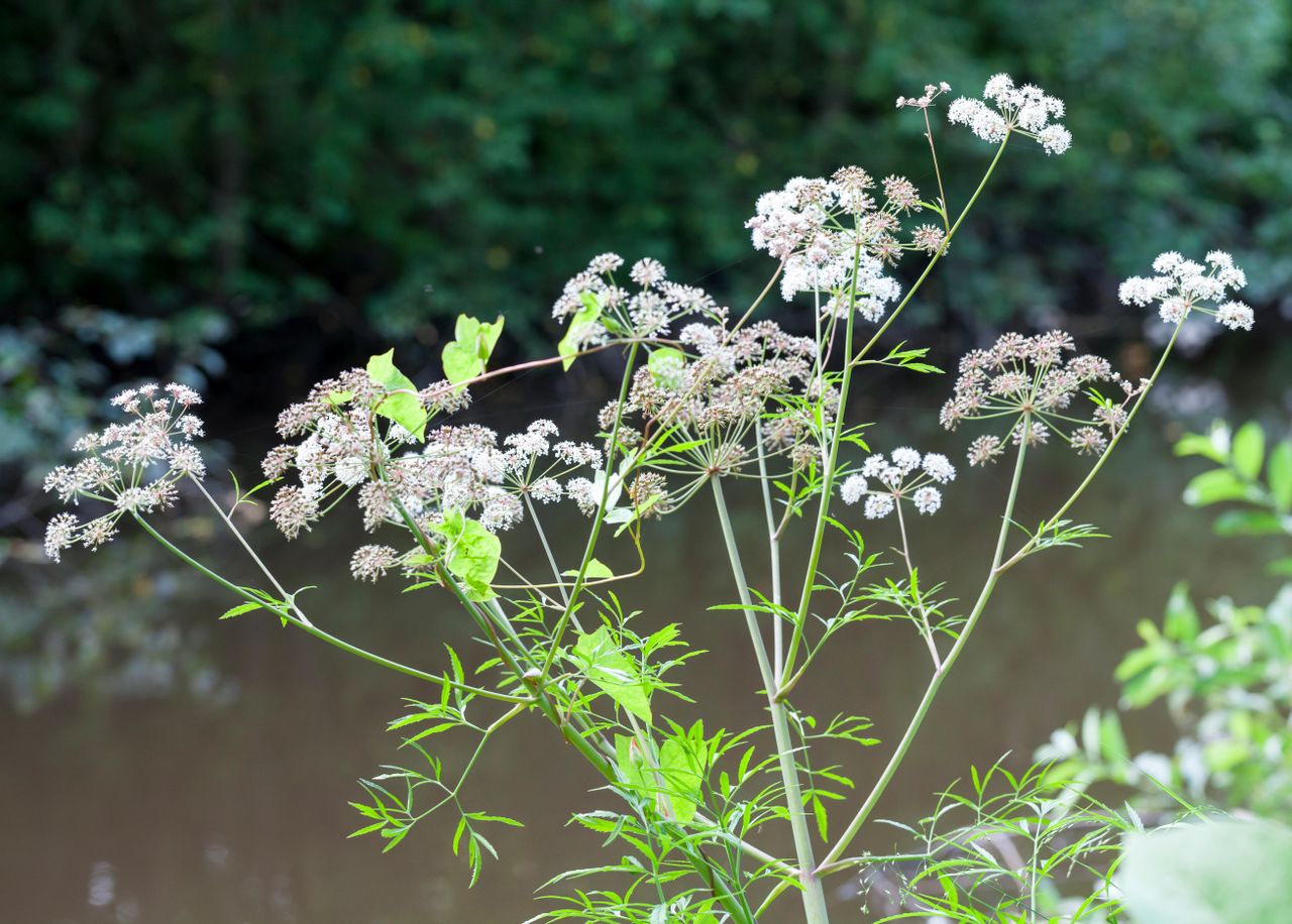 Poisonous Plants: 10 Toxic Plants To Avoid In Your Backyard | Homes ...