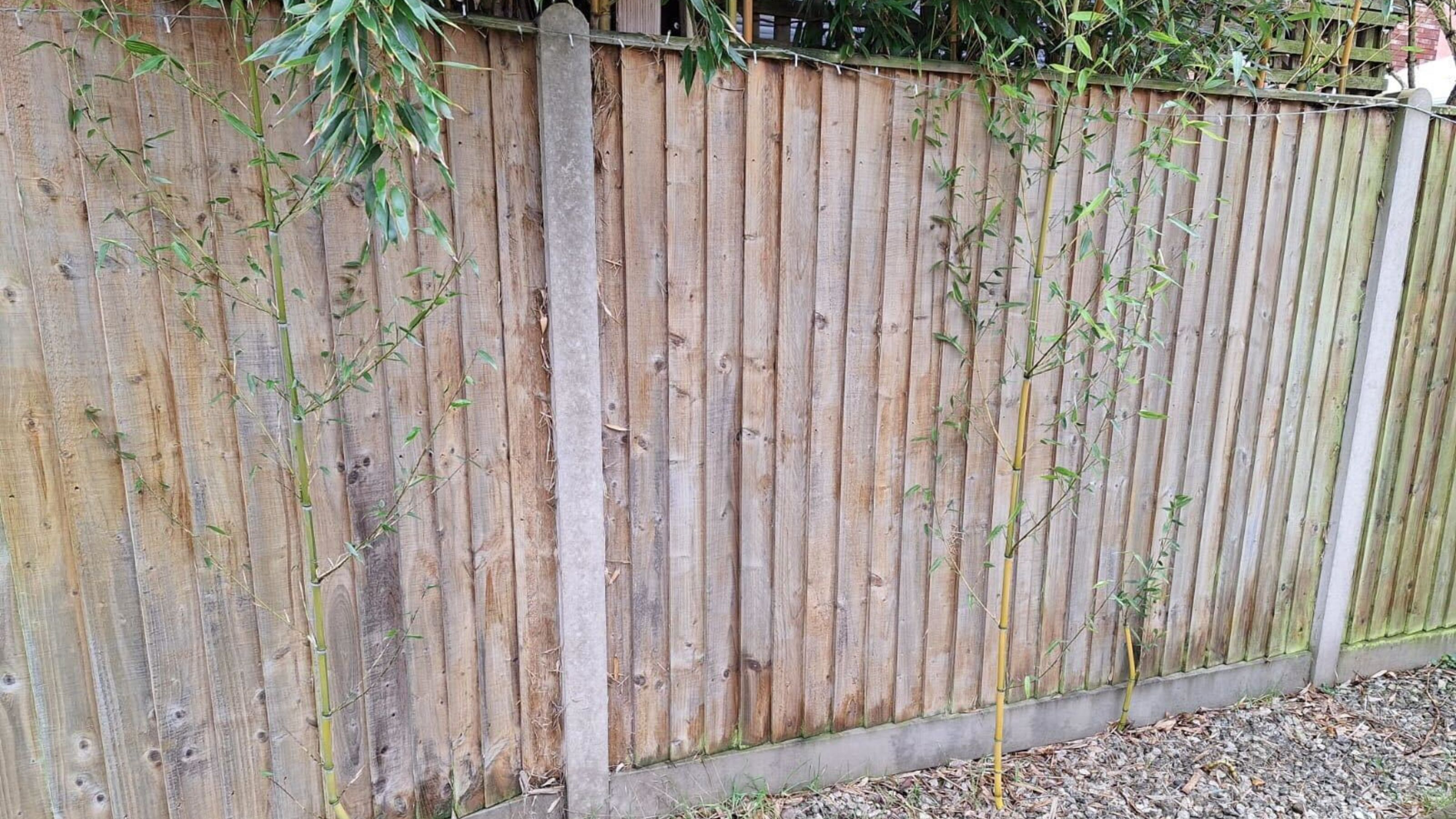 Bamboo growing in garden border from neighbour's garden next to fence